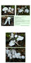 Hygrophorus cossus